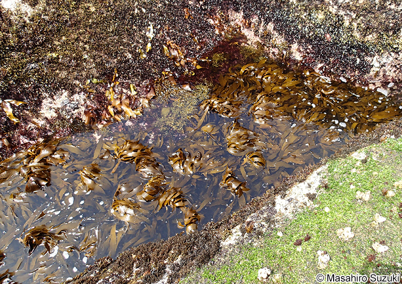 アラメ Eisenia bicyclis