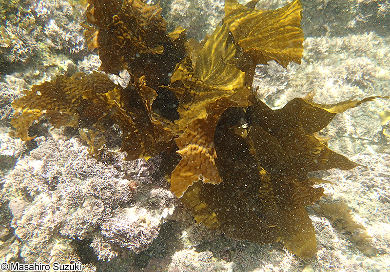 アラメ Eisenia bicyclis