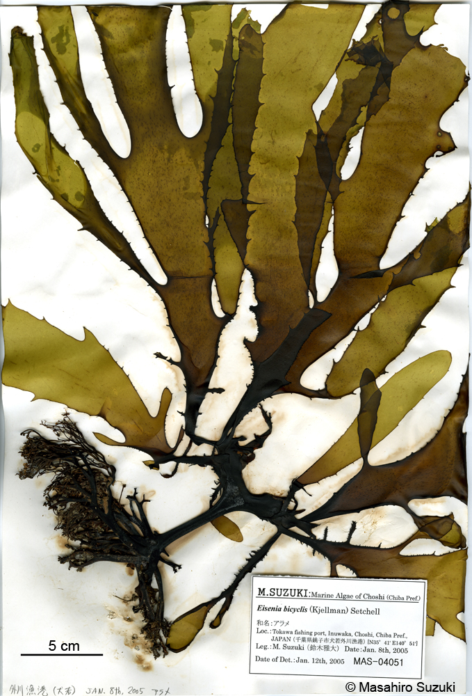 アラメ Eisenia bicyclis