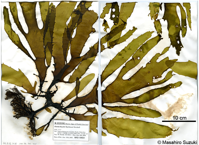 アラメ Eisenia bicyclis