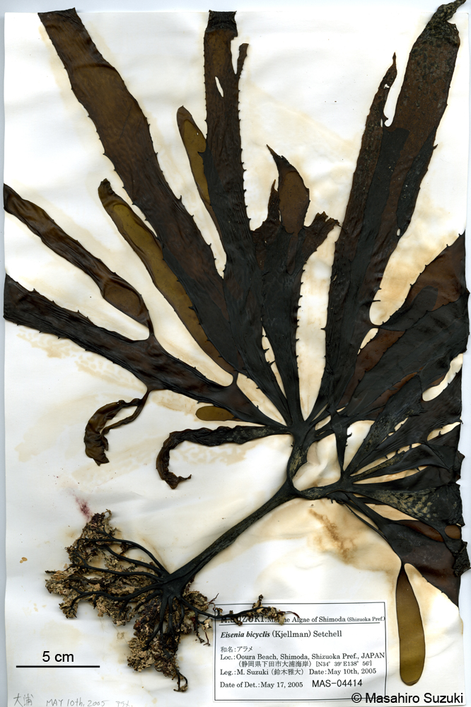 アラメ Eisenia bicyclis
