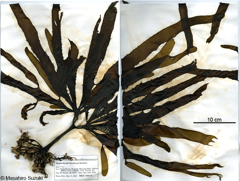 アラメ Eisenia bicyclis