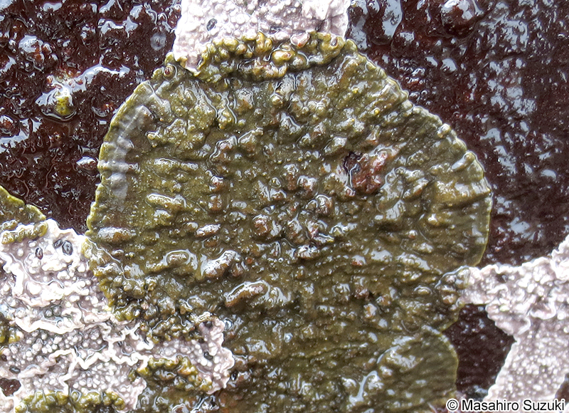 キンイロハンモン Endoplura aurea