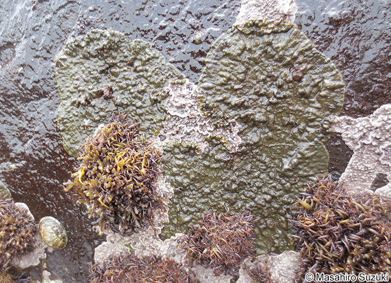 キンイロハンモン Endoplura aurea