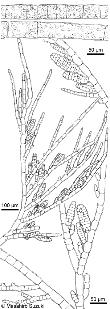 タワラガタシオミドロ Feldmannia mitchelliae
