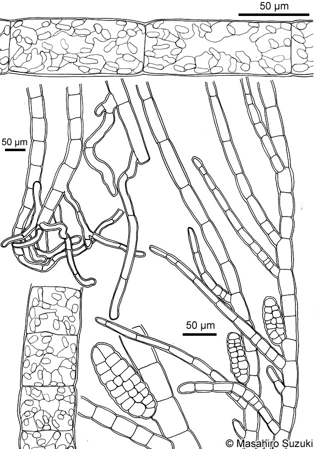 タワラガタシオミドロ Feldmannia mitchelliae