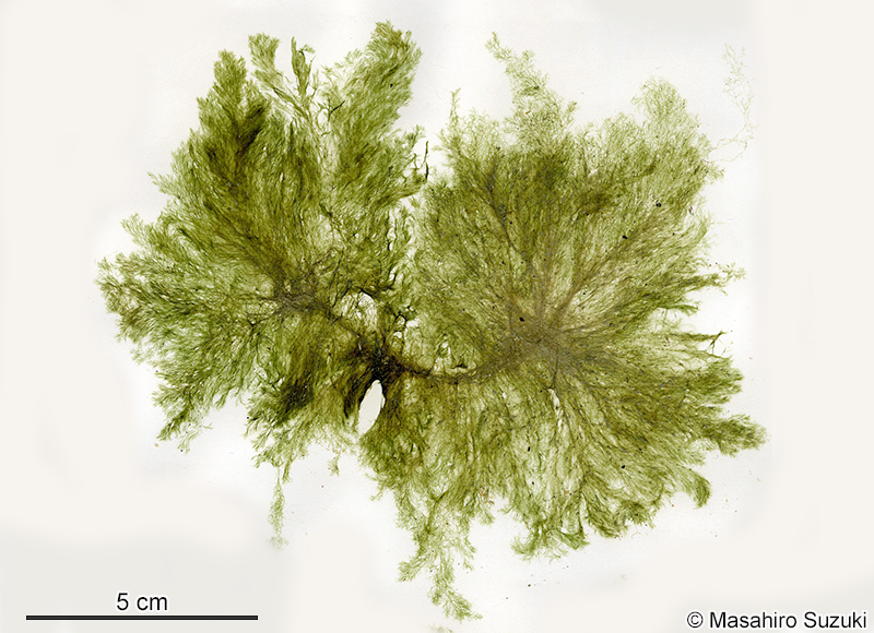 タワラガタシオミドロ Feldmannia mitchelliae