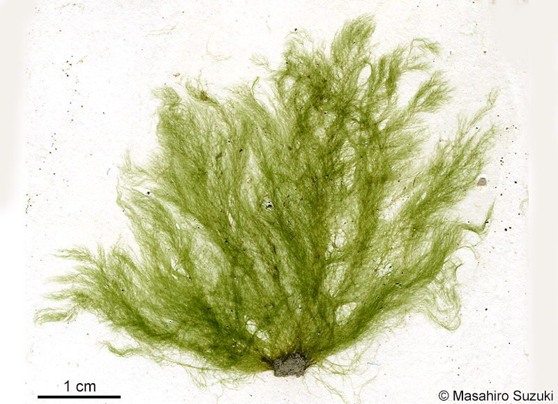 タワラガタシオミドロ Feldmannia mitchelliae