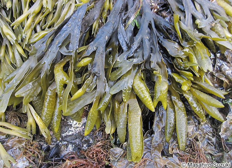 ヒバマタ Fucus evanescens