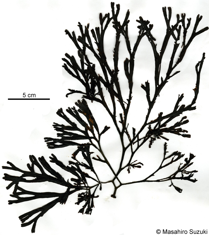ヒバマタ Fucus evanescens