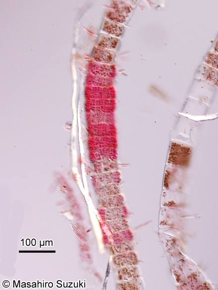 ソメワケグサ Halothrix ambigua