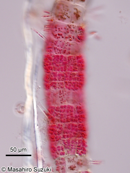 ソメワケグサ Halothrix ambigua