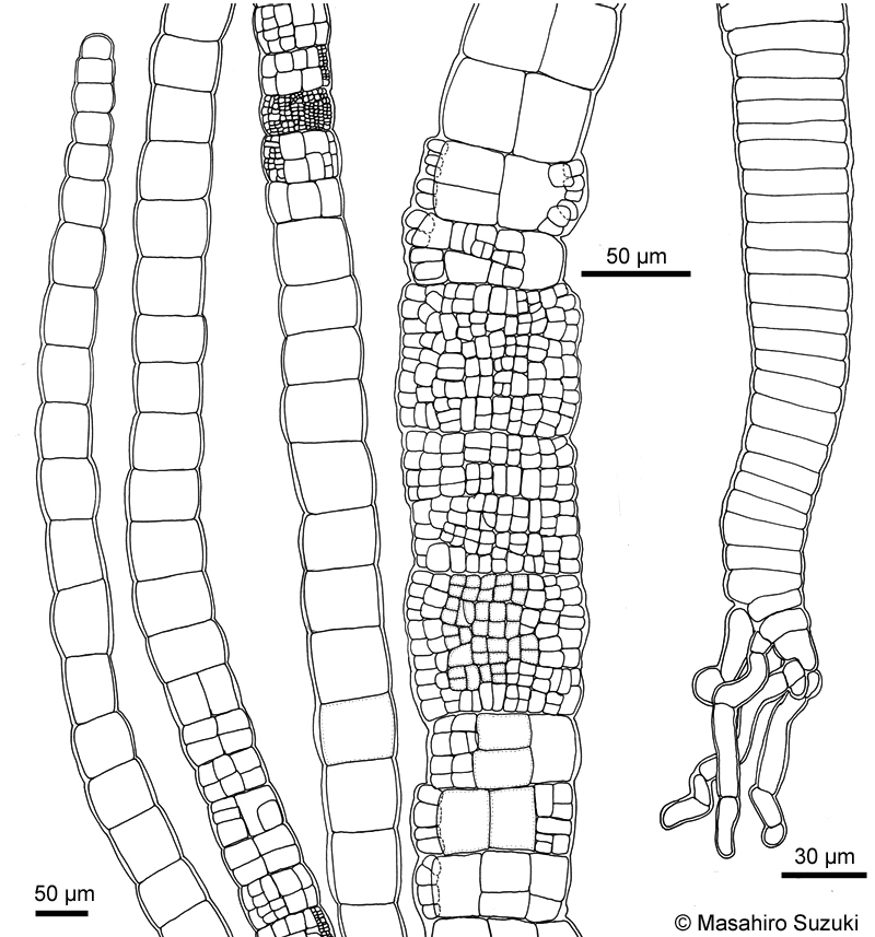 ソメワケグサ Halothrix ambigua