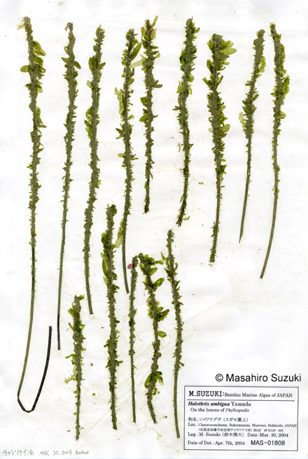 ソメワケグサ Halothrix ambigua