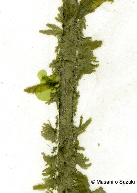 ソメワケグサ Halothrix ambigua