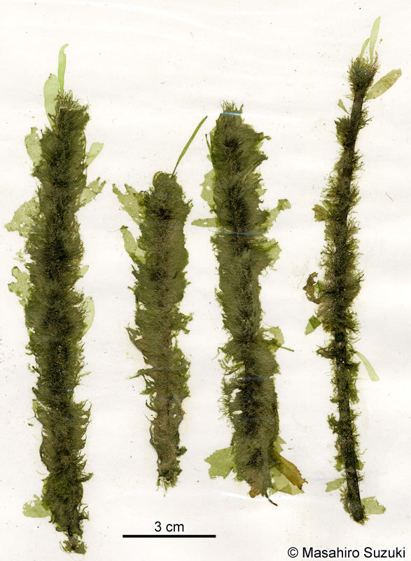 ソメワケグサ Halothrix ambigua