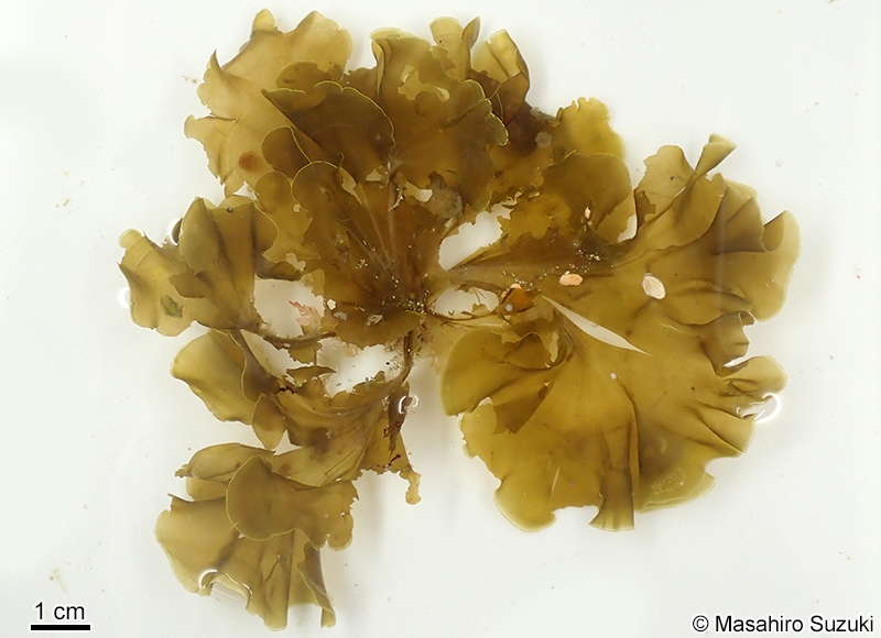 ヤレオウギ Homoeostrichus flabellatus