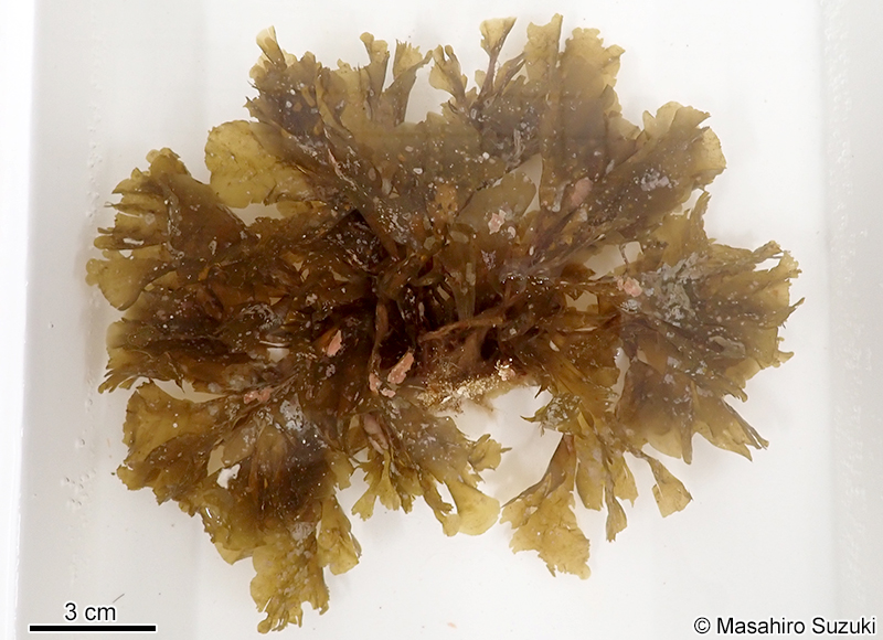 ヤレオウギ Homoeostrichus flabellatus