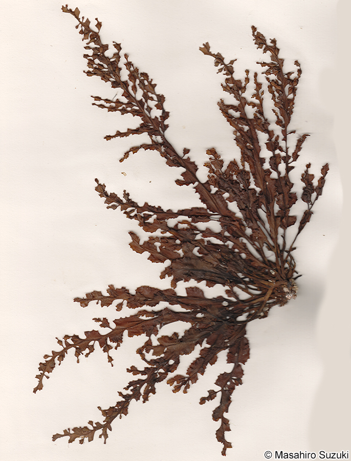 ヤバネモク Hormophysa cuneiformis