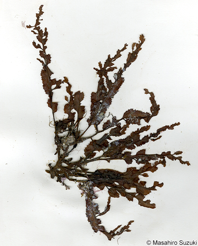 ヤバネモク Hormophysa cuneiformis