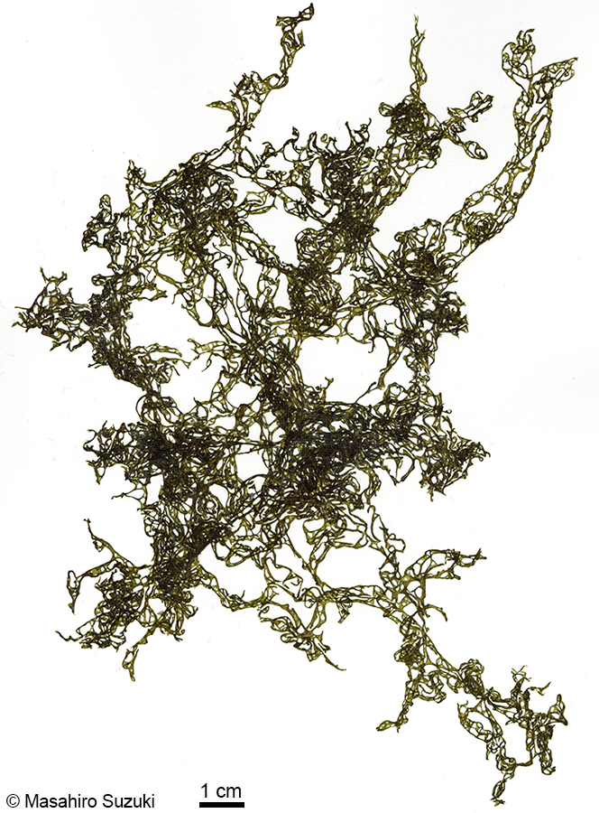 カゴメノリ Hydroclathrus clathratus