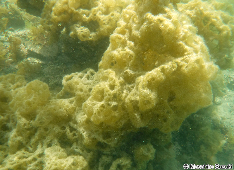 カゴメノリ Hydroclathrus clathratus