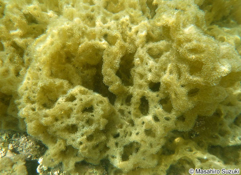 カゴメノリ Hydroclathrus clathratus