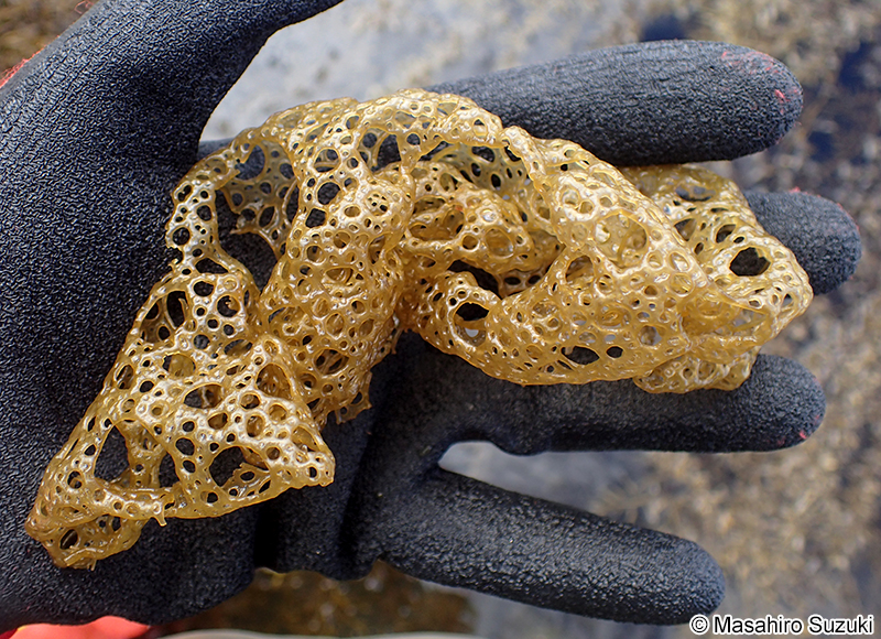 カゴメノリ Hydroclathrus clathratus