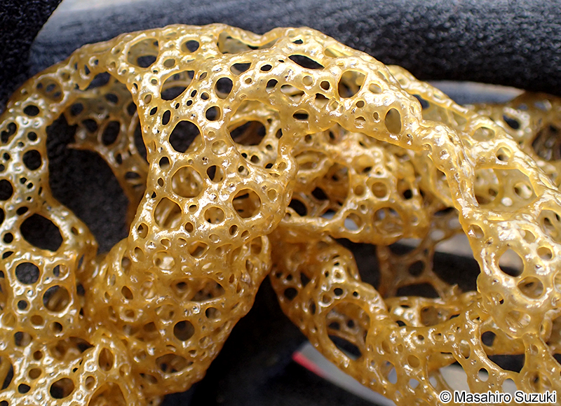 カゴメノリ Hydroclathrus clathratus