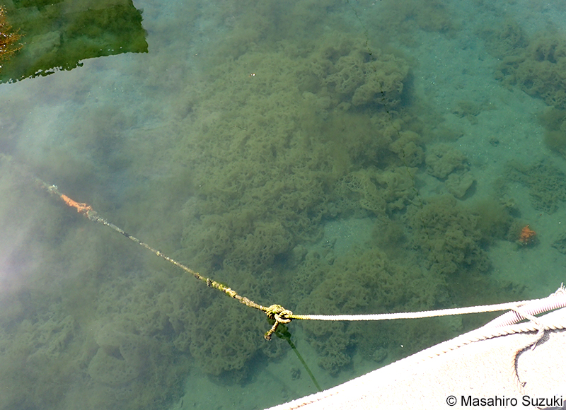 カゴメノリ Hydroclathrus clathratus