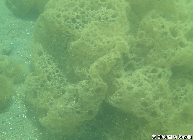 カゴメノリ Hydroclathrus clathratus