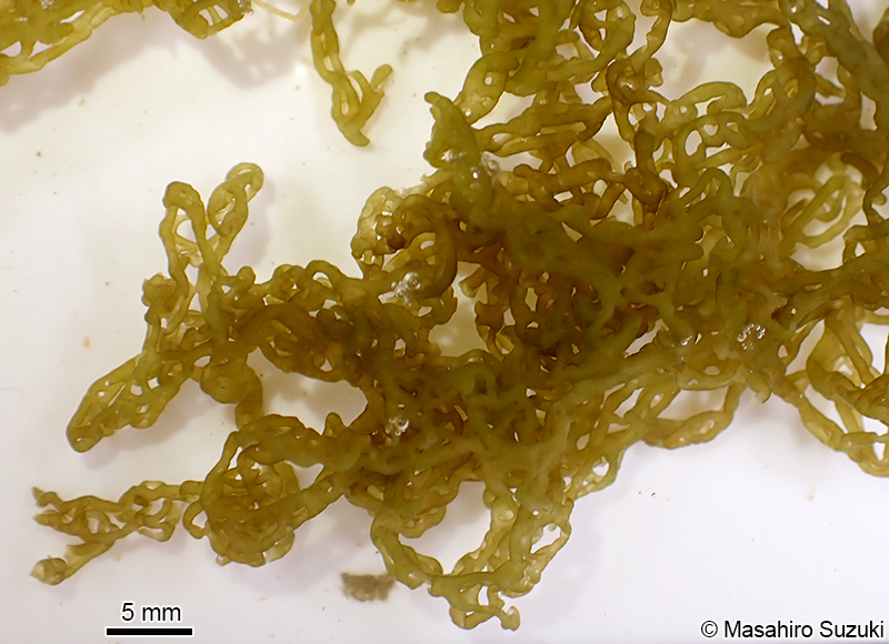 カゴメノリ Hydroclathrus clathratus