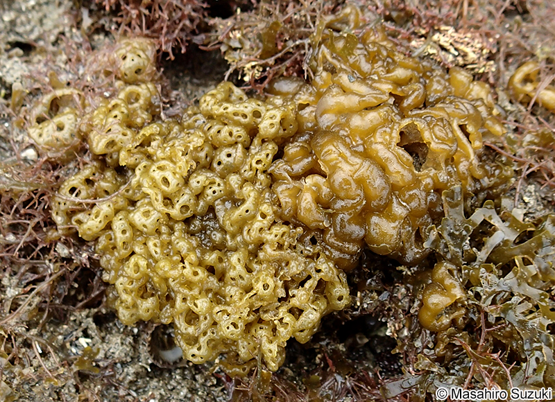 Hydroclathrus stephanosorus