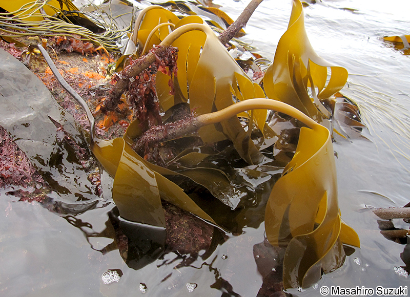 Laminaria digitata