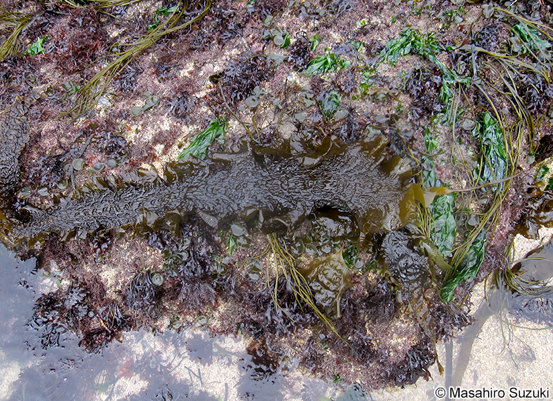 カラフトコンブ Saccharina latissima