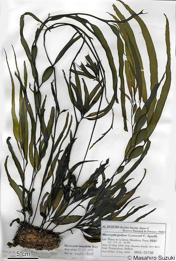 オオウキモ Macrocystis pylifera