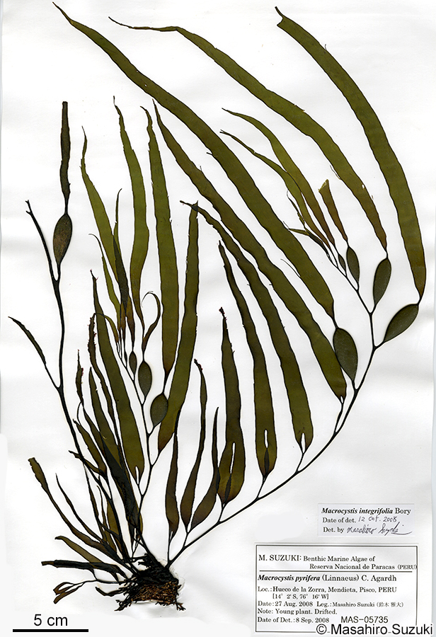 オオウキモ Macrocystis pylifera