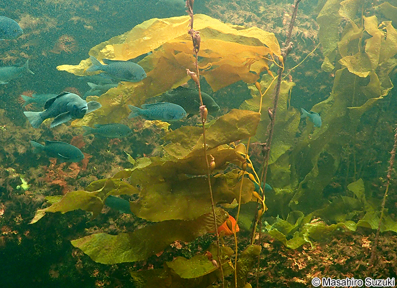 オオウキモ Macrocystis pylifera