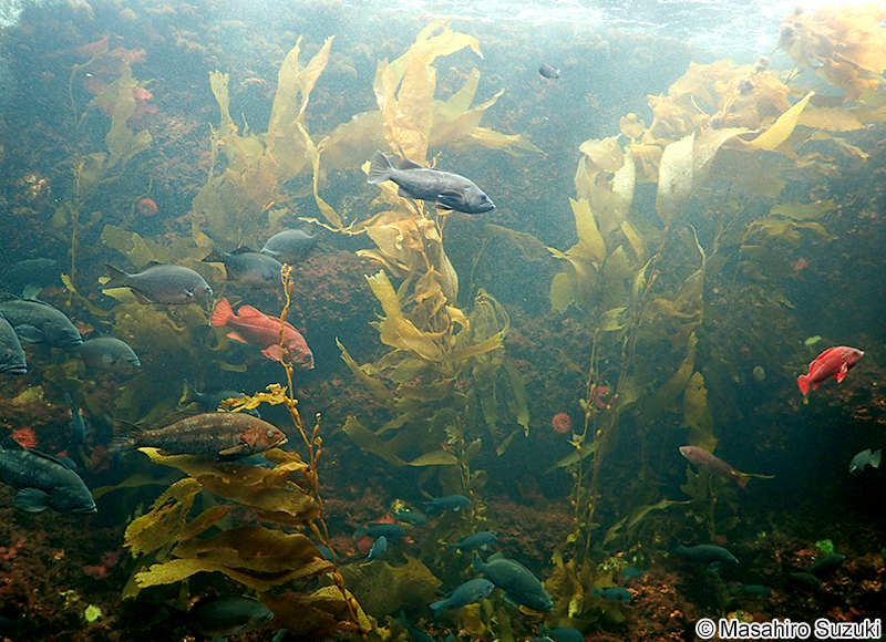 オオウキモ Macrocystis pylifera