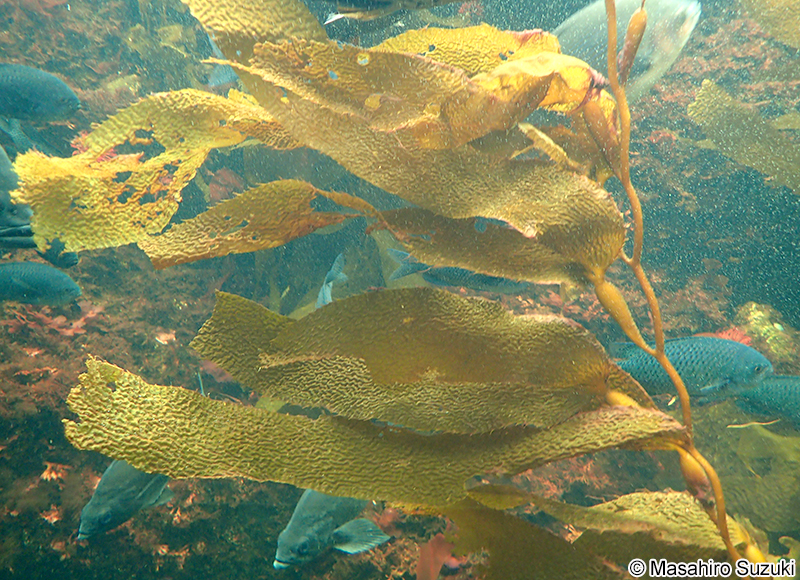 オオウキモ Macrocystis pylifera