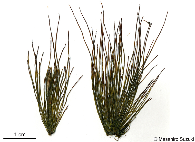 ニシイワヒゲの押し葉標本