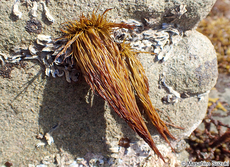 ニシイワヒゲ Myelophycus caespitosus