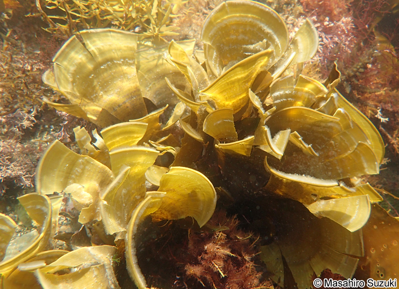 ウミウチワ Padina arborescens