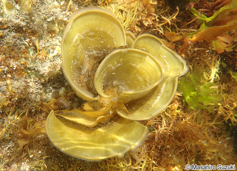 ウミウチワ Padina arborescens