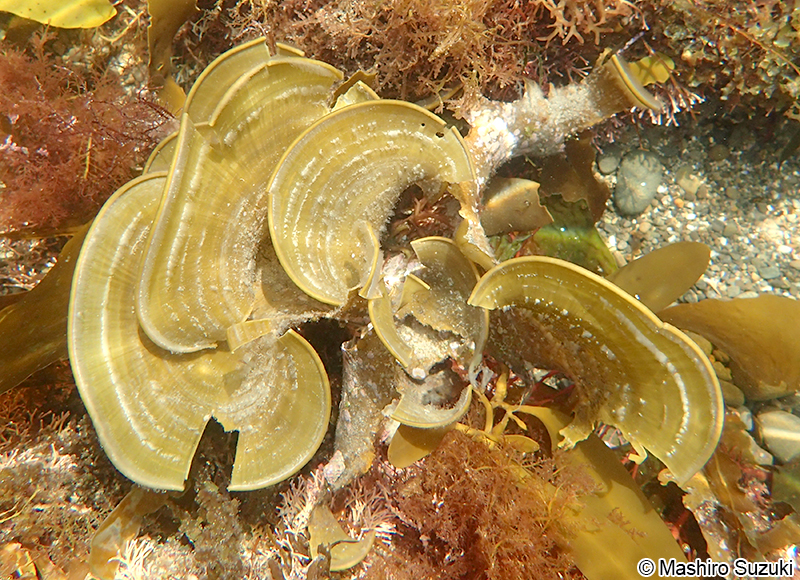 ウミウチワ Padina arborescens