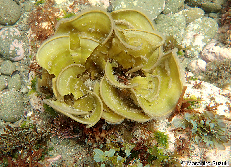 ウミウチワ Padina arborescens
