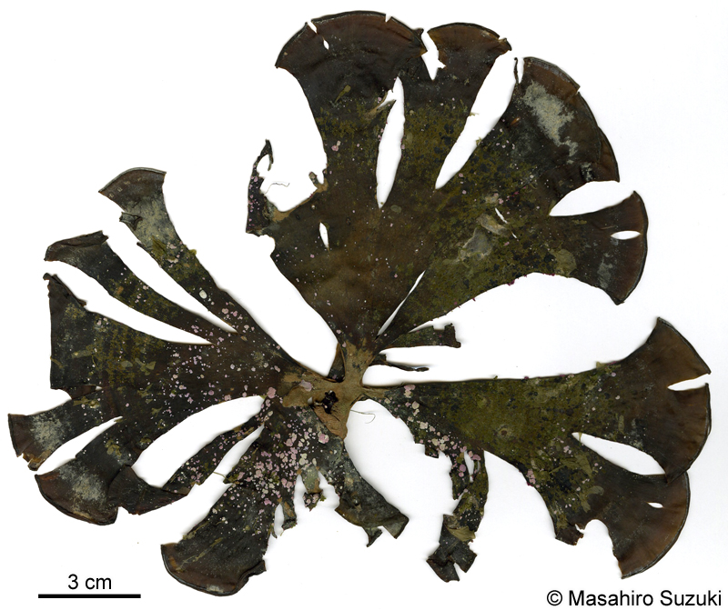 ウミウチワ Padina arborescens