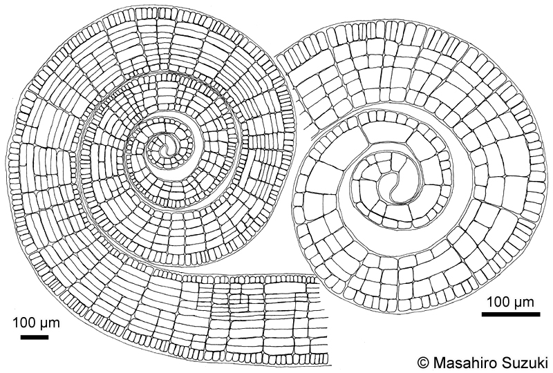 ウミウチワ Padina arborescens