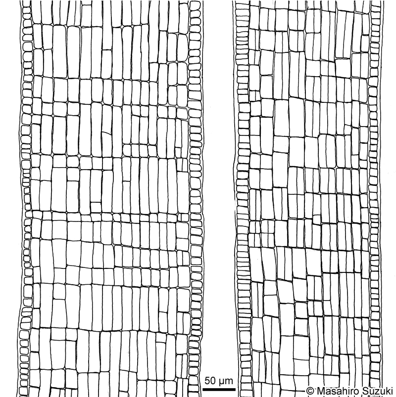 ウミウチワ Padina arborescens