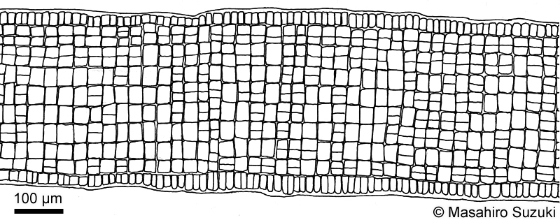ウミウチワ Padina arborescens